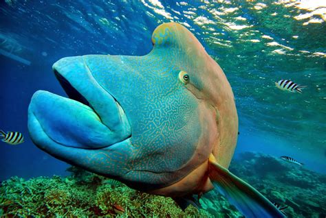 The numbers of fish and other creatures that live here have fallen drastically in recent years because of pollution. Tara's Australia Trip : The Great Barrier Reef