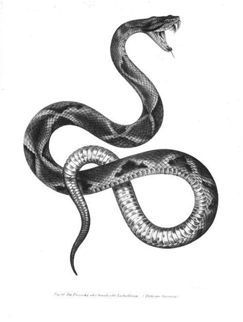 Unlike rings, you cannot lose a tattoo. Realistic black-and-white snake tattoo design | Snake ...