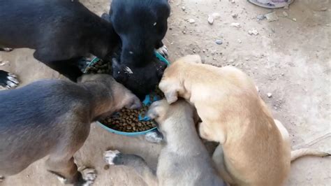 We did not find results for: The puppies will eat dogs' dry food for the first time 😘 ...