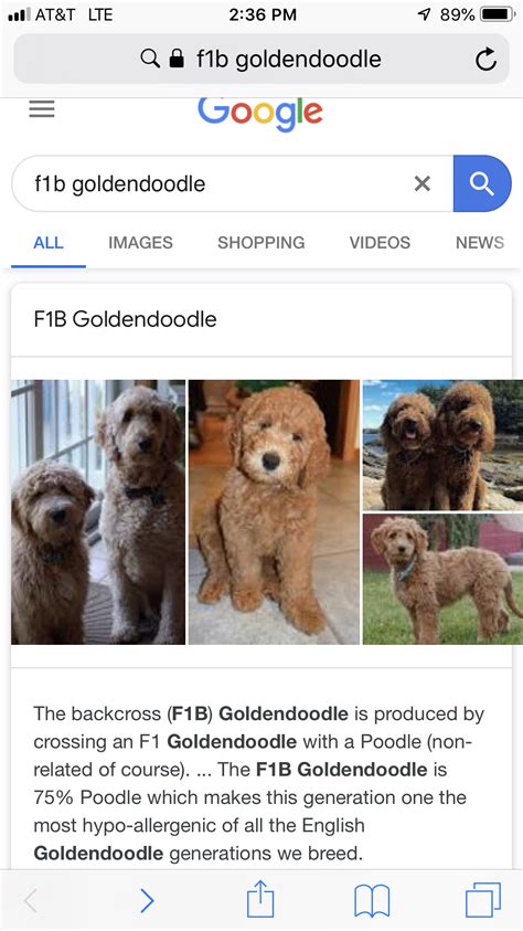 These are the most popular poodle mixes including goldendoodle, maltipoo, shihpoo, labradoodle, and more dog breeds. Pin by Charlene Boyd on Dogs in 2020 | F1b goldendoodle ...
