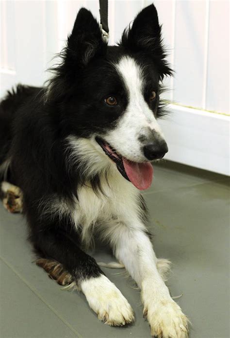 Find the perfect border collie puppy for sale at puppyfind.com. Border collie rescue southern california | Dogs, breeds and everything about our best friends.