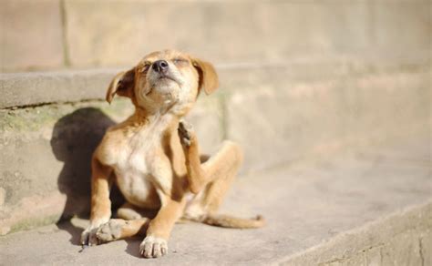 かゆい! 犬のアトピー性アレルギー (1) アルシャー・京子 | 犬曰く