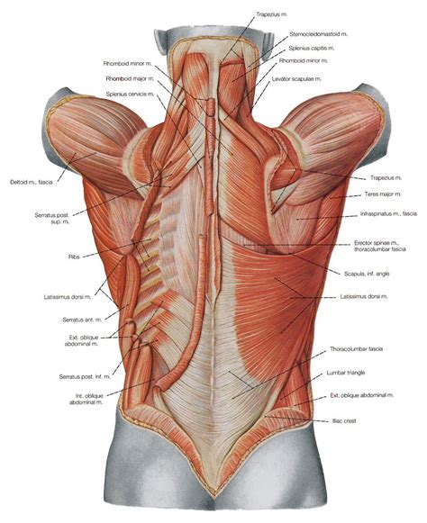 The muscle cells of skeletal muscles are much longer than in the other types of muscle tissue, and are often known as muscle fibers. Detailed back muscles | Shoulder muscle anatomy, Muscle ...
