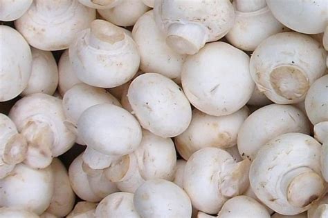 Anacardic acid is a yellow liquid. white-button-mushrooms.jpg