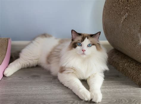 They are not overly demanding or hyper but they do enjoy attention and affection from their companions. What it Costs to Care for a Ragdoll cat? | Ragdoll Guide