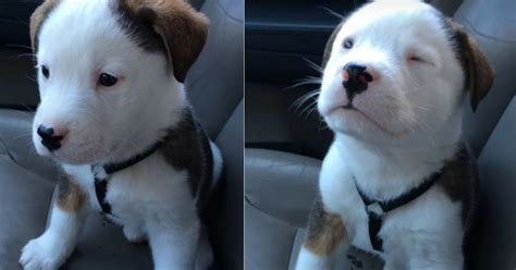 What causes hiccups in dogs? Adorable Puppy Has The Hiccups For The First Time - His Reaction Instantly Goes Viral