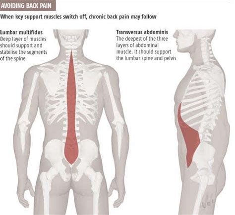 Here is a tutorial on it. Lower Back Muscles Anatomy : Low Back Pain A Guide For Coaches And Athletes On Anatomy Types And ...