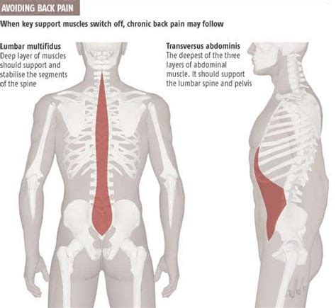 Another key structure in low back pain is the hamstring muscles, the large muscles in the back of the thighs. Lower Back Muscles Anatomy : Low Back Pain A Guide For Coaches And Athletes On Anatomy Types And ...
