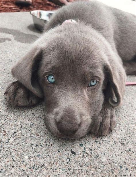 Cute dog breeds with blue eyes. Deep As The Ocean: Dogs With Absolutely Mesmerizing Blue Eyes in 2020 | Cute baby animals ...