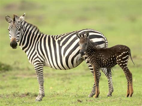 Tira The Spotted Zebra in Kenya - Blog - Pembury Tours