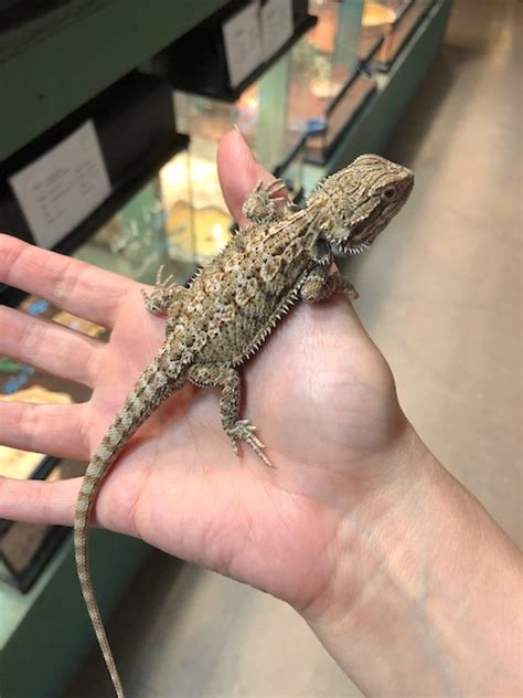 This is enough time for the dragon to enjoy itself, and for most of the dirt to loosen and dissipate. z OUT OF STOCK - BEARDED DRAGON, CB Het hypo 100% het zero ...