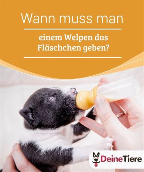 Katzen schnurren 3 stunden als einschlafhilfe oder zum entspannen und für meditation. Fläschchen für Welpen: wann sind sie notwendig? - My ...