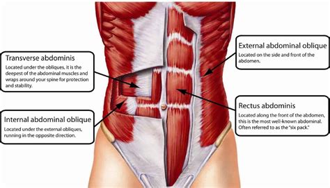 The region occupied by the abdomen is called the abdominal cavity, and is enclosed by the abdominal muscles at front and to the sides, and by part of the vertebral column at the back. Abdominal Muscles Anatomy & How to Train Your Abs