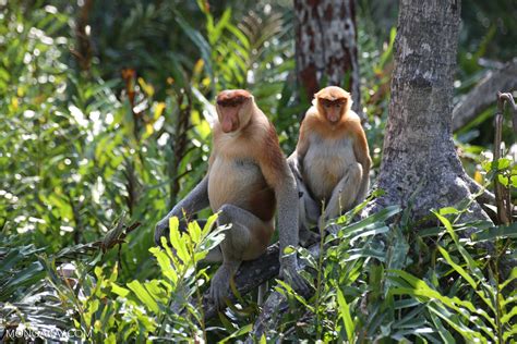 Mangrove forests (also called mangal) are a type of wetland rainforest formation that has its own unique characteristics not found elsewhere. Proboscis monkeys in a mangrove forest