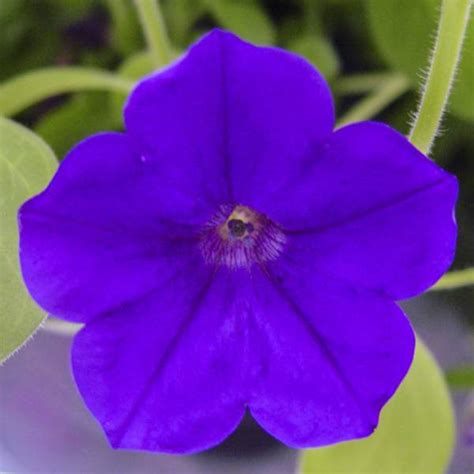 Starting in early fall, place a christmas cactus in total darkness 12 hours a day. Wholesale Petunia Trailing Blue Velvet Rooted Plug Liners