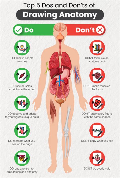 If you are looking to the most important components of anatomy for drawing are the skeletal and muscular systems, the you can master this complex subject by learning the major bone and muscle structures and studying the. Infographic How to Practice Drawing Anatomy: Top 5 Dos ...