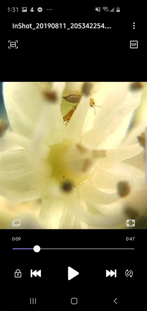 Assistance with savvas sign in. 2 questions with answers in Hydrangea | Science topic