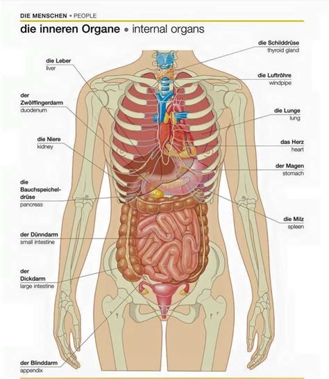 Die eine schicht liegt an der bauchwand an und die andere schmiegt sich eng um die gefäße und um die inneren organe. Deutsch lernen on | Menschlicher körper anatomie ...