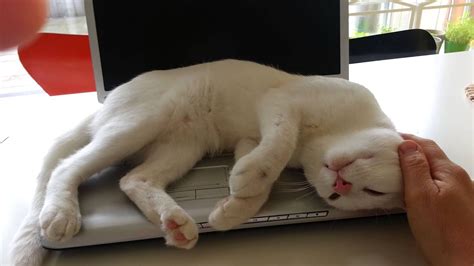 White cats deaf or blind. Mimo the white deaf cat on his favorite spot - YouTube