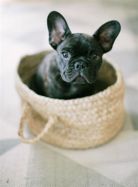 The cutest, the tinniest, the finest. French Bulldog Breeders Farmington Mn - Animal Friends