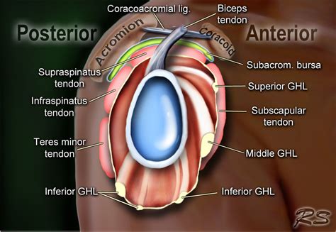 The arthroscope is commonly used to treat many labral tears if the tear is small and is mostly getting caught as you move the shoulder simply removing the t1 weighted fat suppressed para coronal mra imaging demonstrating a re torn left shoulder injuries. The Radiology Assistant : Shoulder MR - Anatomy