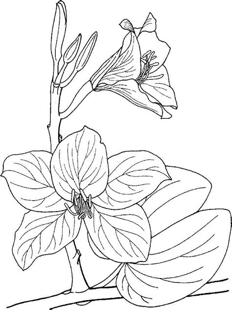 Home coloring pages printable worksheets color online kids games. Orchid coloring pages. Download and print Orchid coloring ...