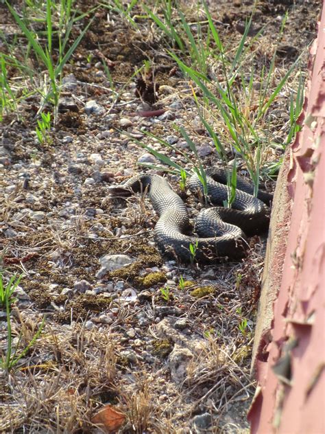 Merparten huggormar är runt 60 cm långa. Svart Huggorm - 22. Ute i naturen - Svensk natur iFokus