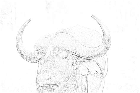 If you use the right colors the picture will look very pretty. African buffalo bull coloring page - Mimi Panda