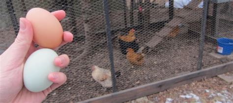 Does daylight impact egg laying? Do chickens need a rooster around to lay eggs? | Alaska ...