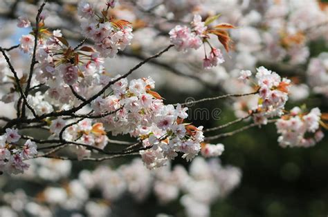 Flowering cherry trees are renowned for their beauty in spring, and many varieties are grown for their flowers rather than their fruit. Beautiful Cherry Blossom , White Sakura Flower Stock Image ...