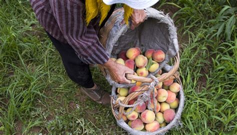 Peach trees not bearing fruit is a problem that frustrates many gardeners. Fruit Tree Problems: Trees Do Not Bear Fruit | Garden Guides