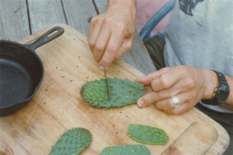 The pad of the cactus (nopal). Using and Eating Prickly Pear - Natural Health - MOTHER ...