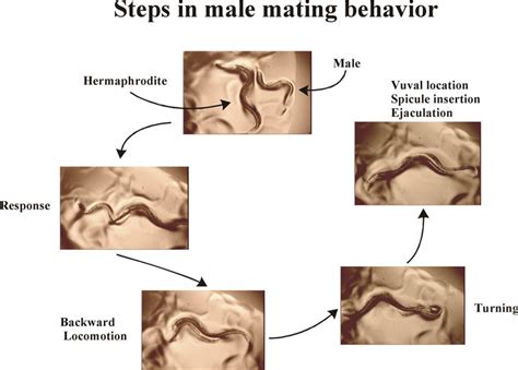 Посмотрите твиты по теме «#mating_press» в твиттере. Male mating behavior