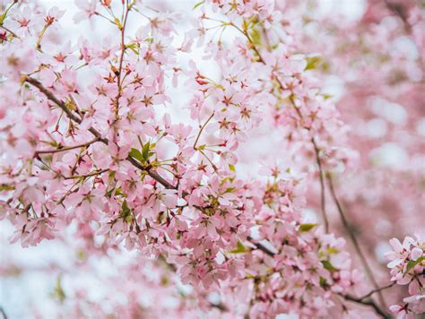 Limit my search to r/cheryl_blossom. Cherry Blossoms in Chicago - Talia's Bucketlist