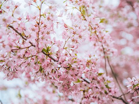 Limit my search to r/cheryl_blossom. Cherry Blossoms in Chicago - Talia's Bucketlist