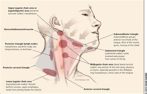 I thought i'd use this channel to share some anatomy thoughts and include some of the other stuff too. Evaluation of Neck Masses in Adults - American Family Physician