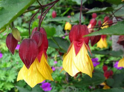 The blooms often remain until autumn. Abutilon 'Kentish Belle' | Evergreen shrubs, Planting ...