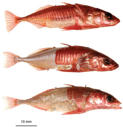They are impaired due to chlorpyrifos. Rapid Evolution of Threespine Stickleback in the San ...