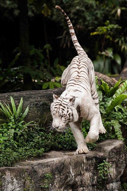 A variety of enigmatic wildlife resides here, including leopards, indian wild dogs, sloth bears, gaur bulls and a species of barasingha swamp deer that is now only. _DSC9105 | Cat species, Big cat species, Big cats