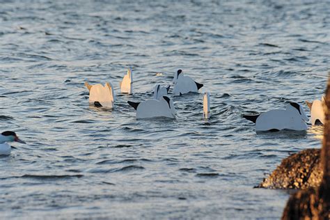 Download free image wooden boards. Pro Tips For Using V-Board Decoys - Wildfowl