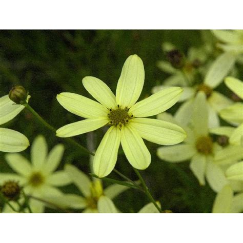 Maybe you would like to learn more about one of these? Coreopsis verticilata Moonbeam ( Mädchenauge ) auf ...