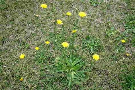 Also called flatweed or false dandelion. Hypochaeris radicata