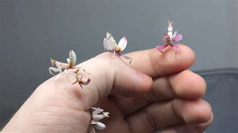 Simulation pink orchid mantis plush toy cute malaysian orchid praying mantis knife mantis doll kids gift length 28cm. Orchid Mantis baby's | Orchid mantis, Beautiful bugs, Orchids