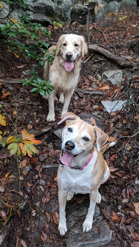 Two miles north of danbury, turn left onto hanging rock road/sr 2015. Hiking buddies - Hanging Rock State Park - Danbury, NC ...