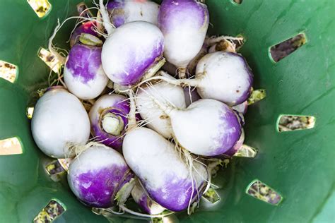 Raw turnips have a crisp, starchy flesh; Growing Turnips, Radishes, and Rutabagas in Alaska - It ...