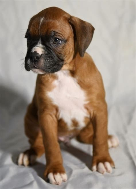 «tank» french bulldog puppy with his best friend bunny rabbit «thumper». Puppies French Bulldog Cheap Under 100 classifieds on Dogs ...