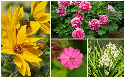 Unlike other sedums, autumn joy is a very upright plant. Mounding Perennials For Sun - Rona Mantar