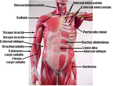 Integumentary system of the upper torso. Torso Muscles