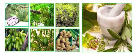 Tanaman obat keluarga bisa berupa budidaya tumbuhan herbal di halaman rumah, atau untuk skala yang lebih besar adalah di kebun dan ladang. 10 Ramuan Herbal Untuk Kecantikan