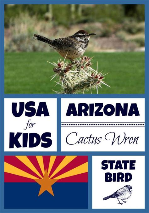 Each coloring page gives the name of the state and the bird. State Bird Coloring Pages by | Bird coloring pages, State ...